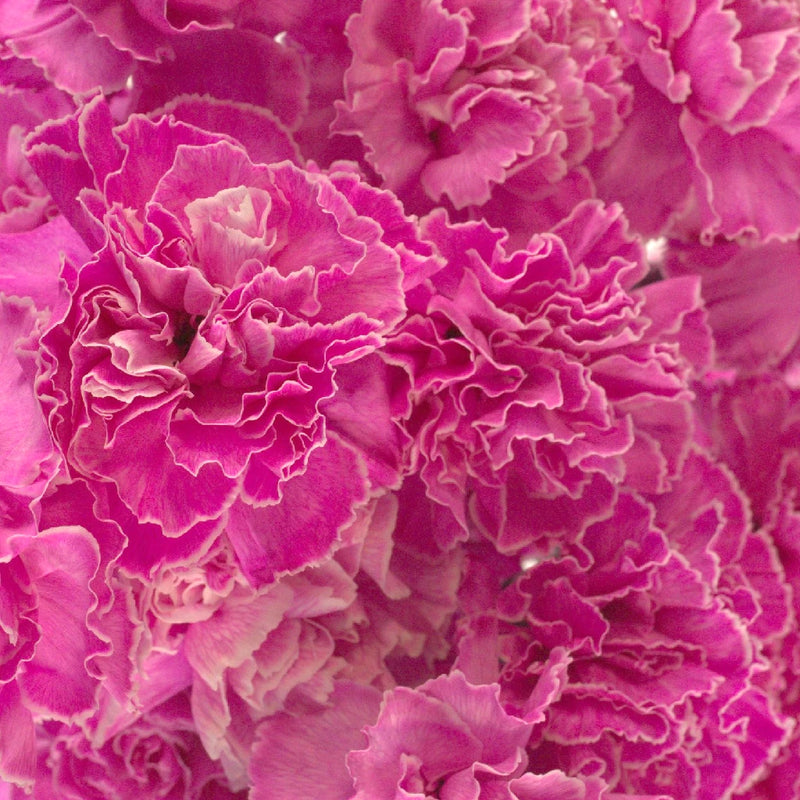 Pink Enhanced Carnation Flowers Close Up - Image