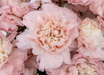 Pink Enhanced Carnation Flowers Close Up - Image