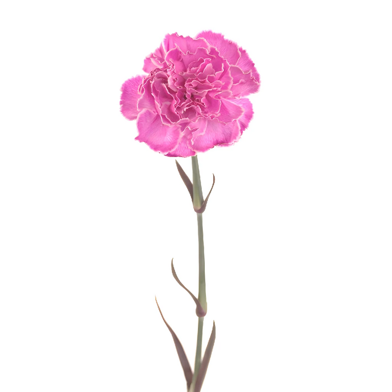 Pink Enhanced Carnation Flowers Stem - Image