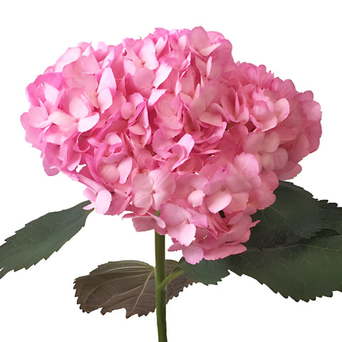 Pink Enhanced Hydrangea Stem View