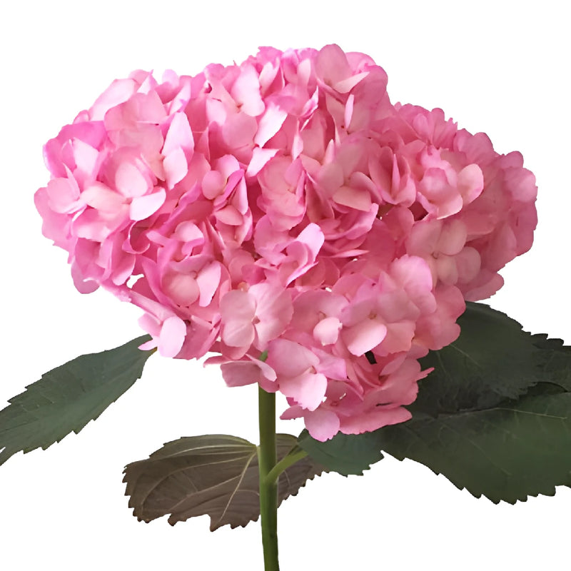 Pink Enhanced Hydrangea Stem View
