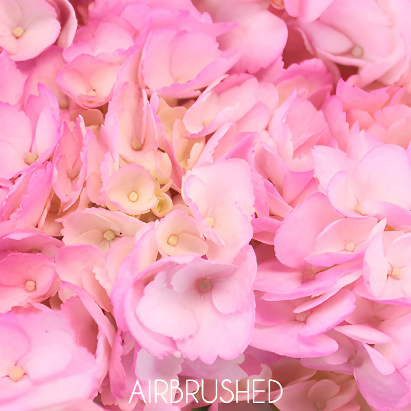 Pink Enhanced Hydrangea Flower Up Close