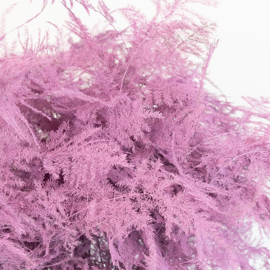 Buy Wholesale Pink Tinted Plumosa Fern Greenery in Bulk - FiftyFlowers