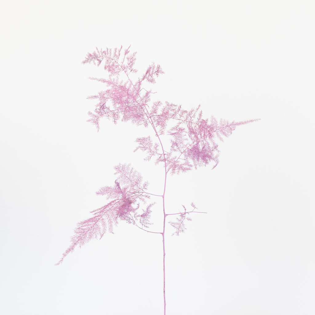 pink-enhanced-plumosa-fern-