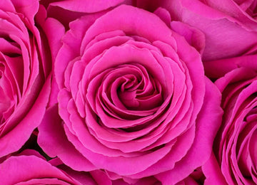 Hot Pink Bulk Roses