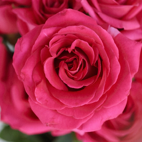 Pink Floyd Rockstar Rose Close Up - Image