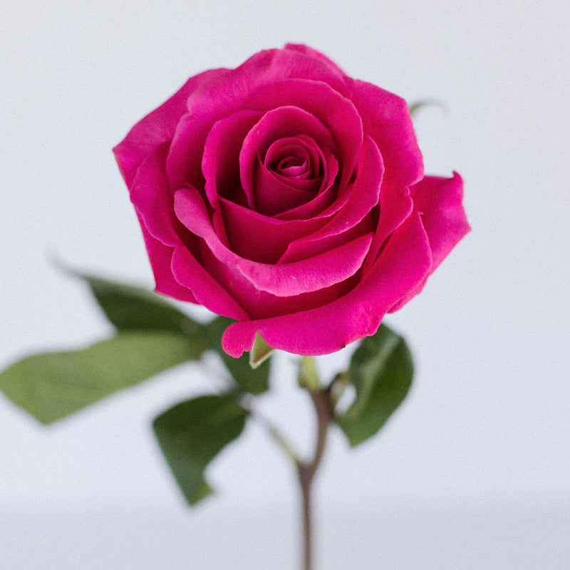 Pink Floyd Rockstar Rose Stem - Image