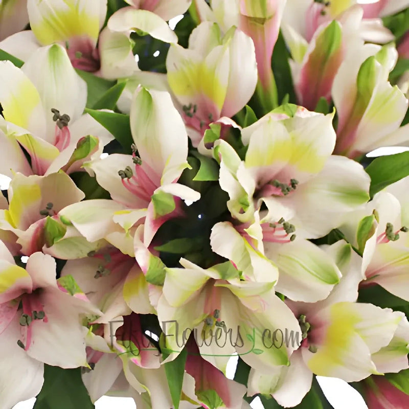 Pink Forest Peruvian Lilies Close Up - Image