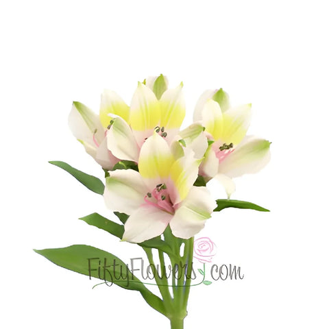 Pink Forest Peruvian Lilies Stem - Image
