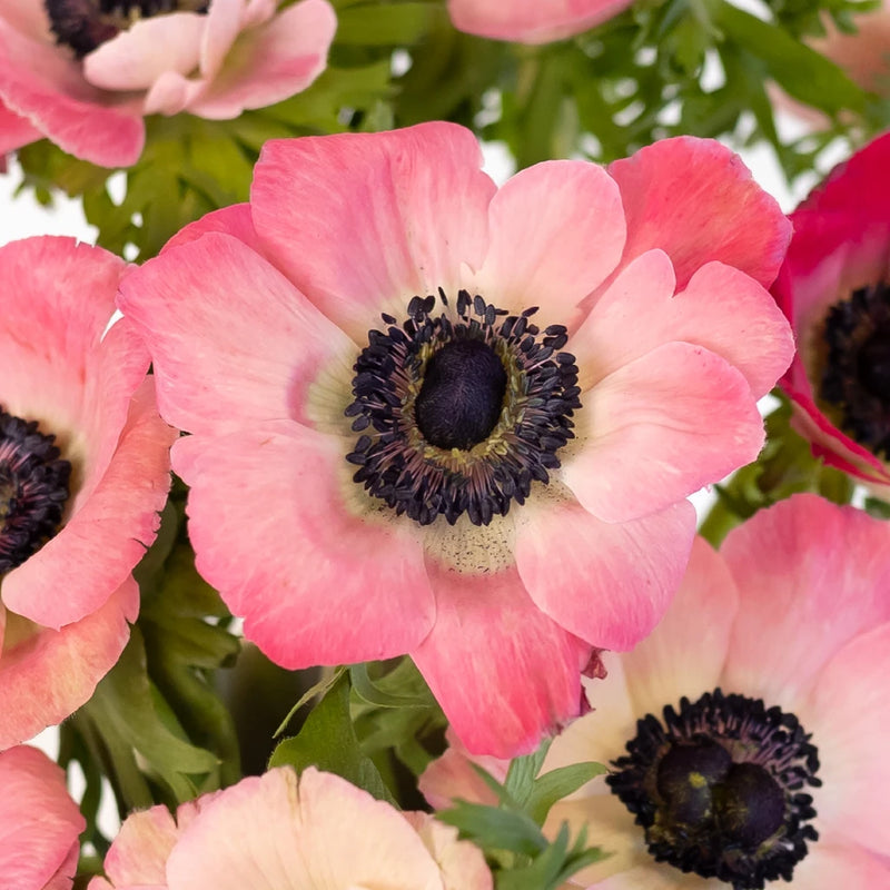 Pink Fresh Cut Anemone Flower Close Up - Image