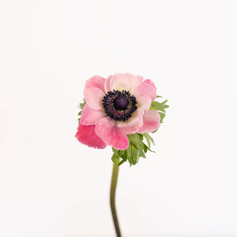 Pink Fresh Cut Anemone Flower Stem - Image