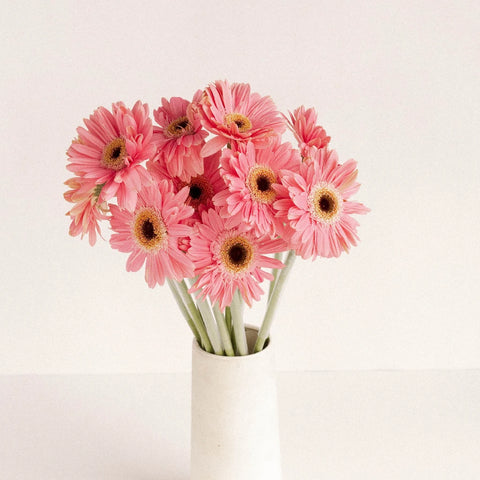 Buy Wholesale Pink Gerbera Daisy Flower in Bulk - FiftyFlowers