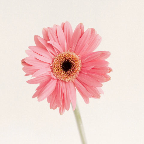 Pink Gerbera Daisy Vase - Image