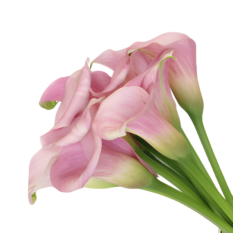 Blushing Bride Mini Calla Lily Flowers