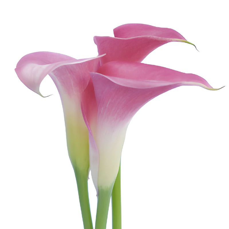 Pink Mini Calla Lily Flower
