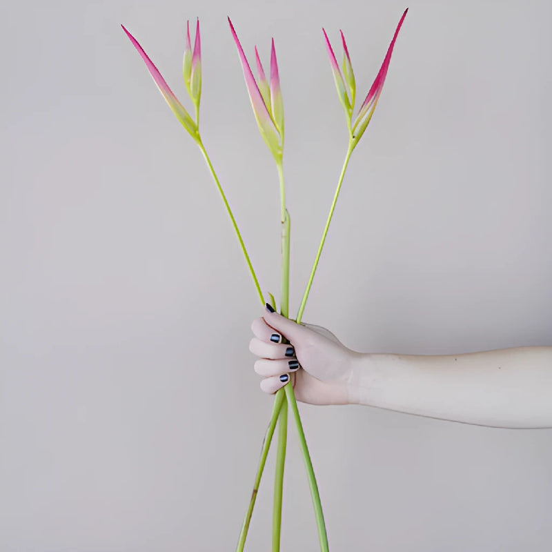 Pink Lemonade Heliconia Flower