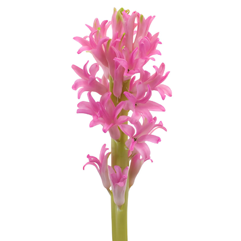 Pink Hyacinth Flowers