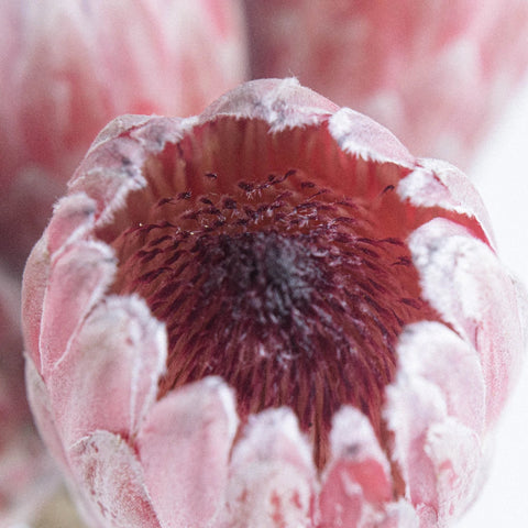Pink Ice Protea Flower Close Up - Image