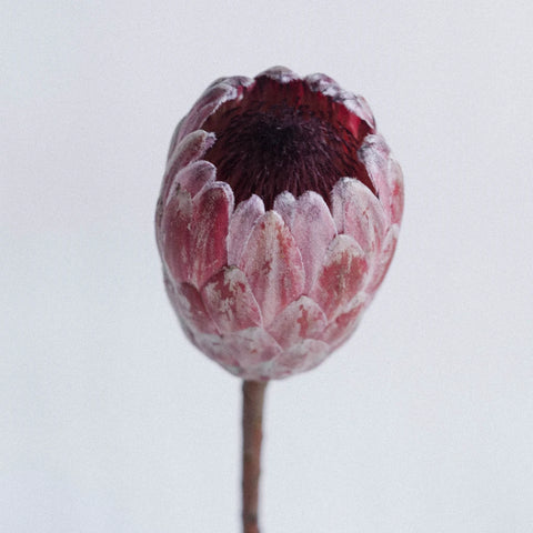 Pink Ice Protea Flower Stem - Image