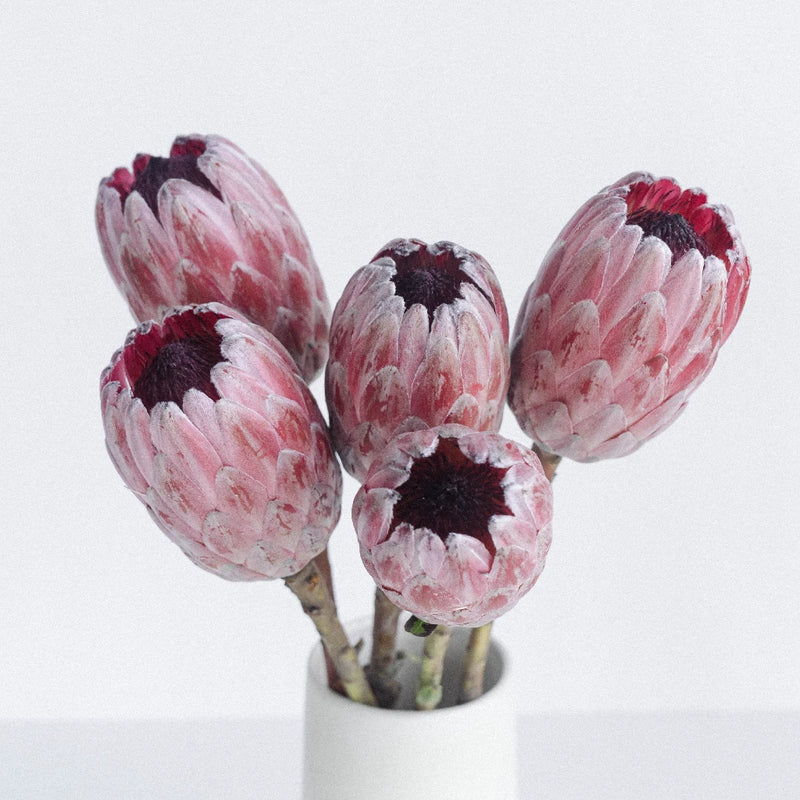 Pink Ice Protea Flower Vase - Image