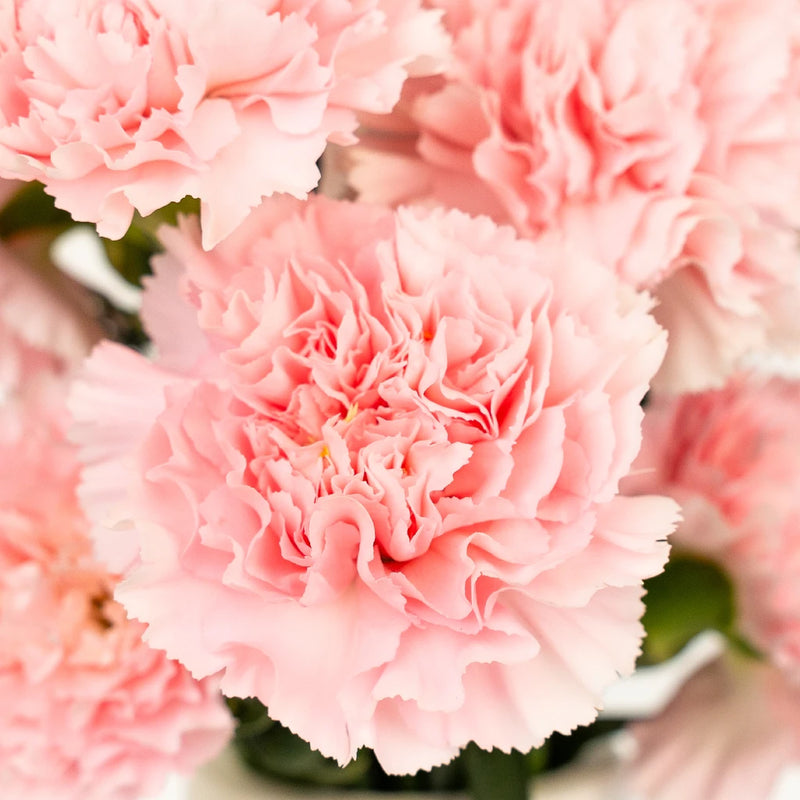 Pink Innocence Carnation Flowers Close Up - Image