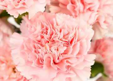 Pink Innocence Carnation Flowers Close Up - Image