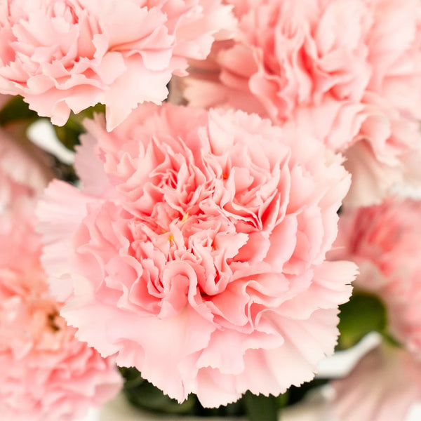 カーネーション / Young Wise Men Carnation Buy Wholesale Pink Innocence Carnation Flowers in Bulk - FiftyFlowers