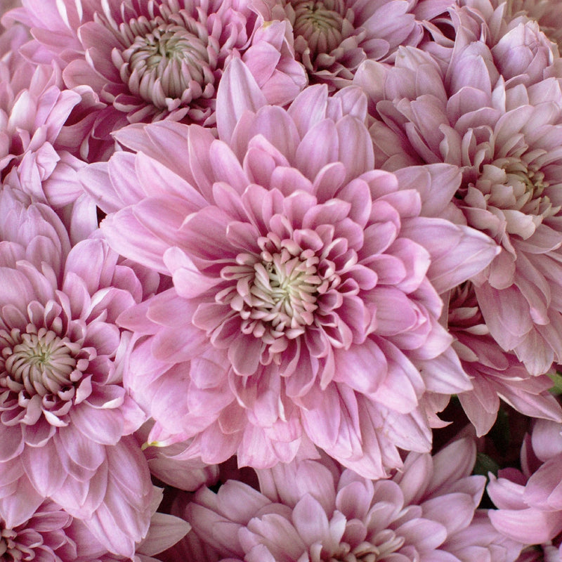 lavender frost plant Pink Lavender Frost Dahlia Style Flower