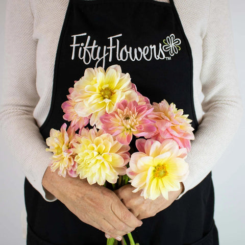 Pink Lemonade Dahlia Flower Bunch in Hand