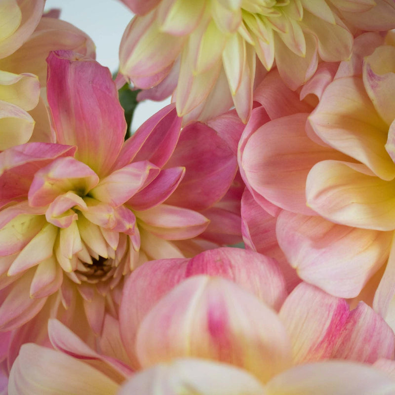 Pink Lemonade Dahlia Flower Up Close