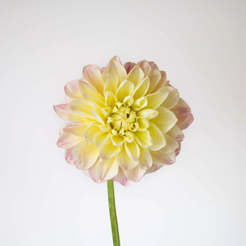 Pink Lemonade Dahlia Flower Stem