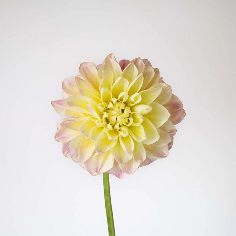 Pink Lemonade Dahlia Flower Stem