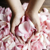 Light Pink Rose Petals Wholesale
