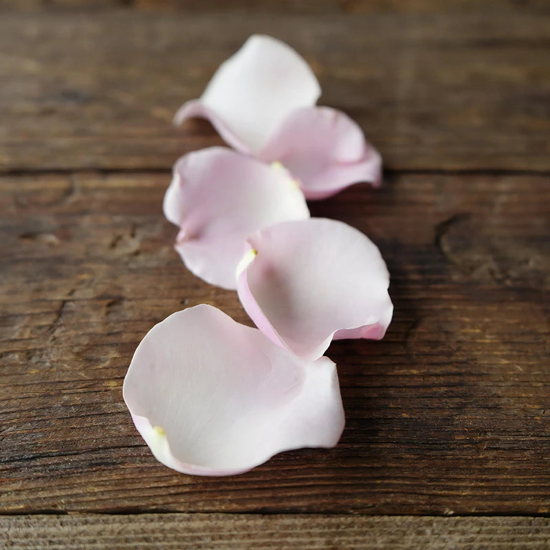 Light Pink Real Rose Petals