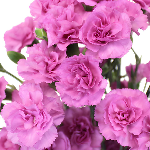 Pink Lilac Mini Wholesale Carnations Up close
