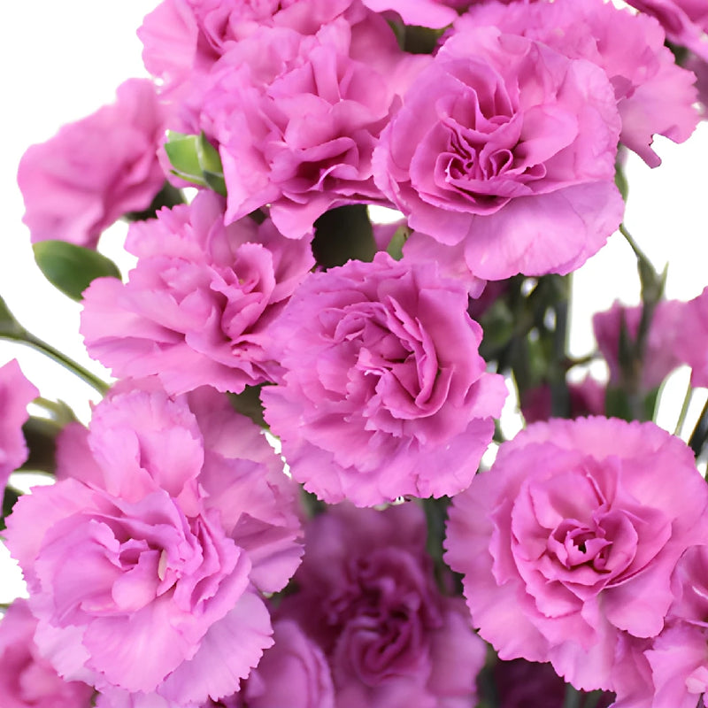 Pink Lilac Mini Wholesale Carnations Up close