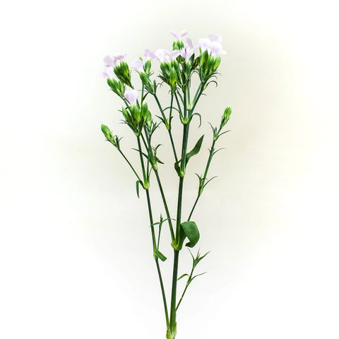 Pink Lilipot Wholesale Flower Stem