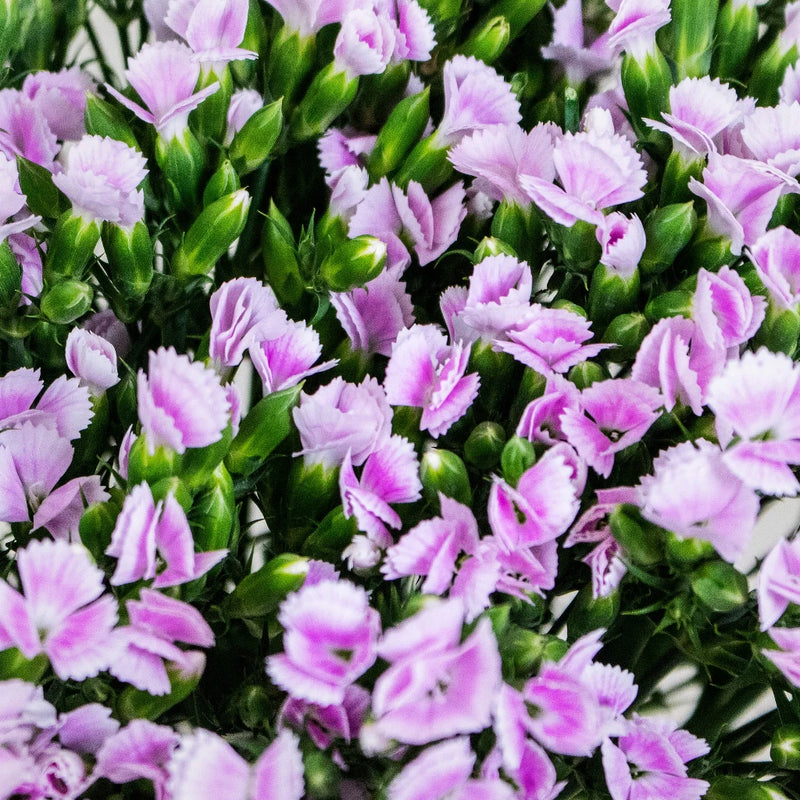 Pink Lilipot Wholesale Flowers Upclose