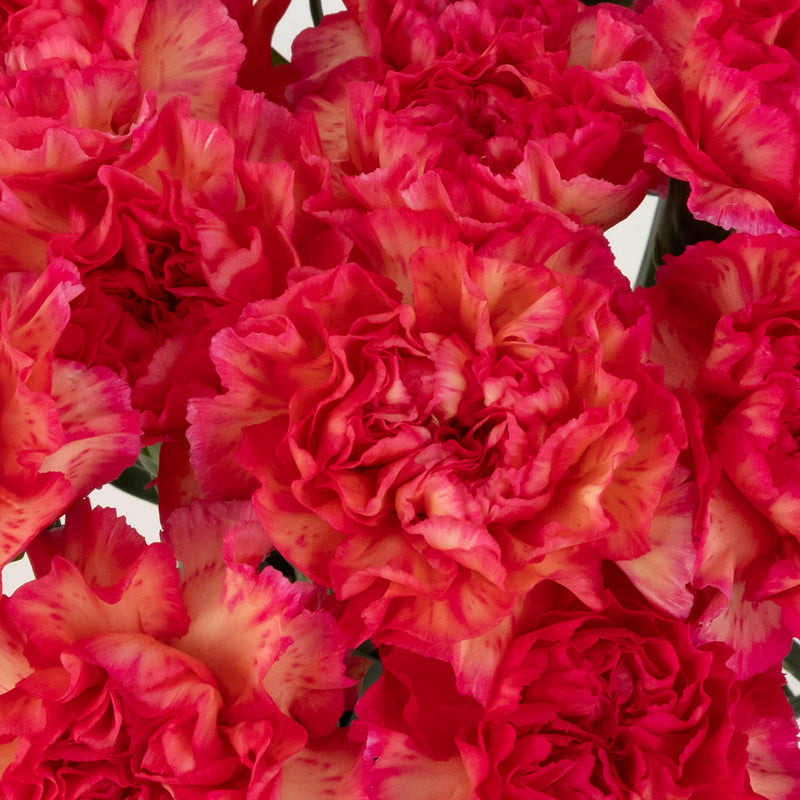 Pink Marmalade Fresh Cut Carnation Flowers Close Up - Image