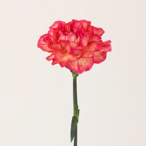 Pink Marmalade Fresh Cut Carnation Flowers Stem - Image