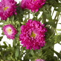 Monochromatic Pink Matsumoto Aster Flowers
