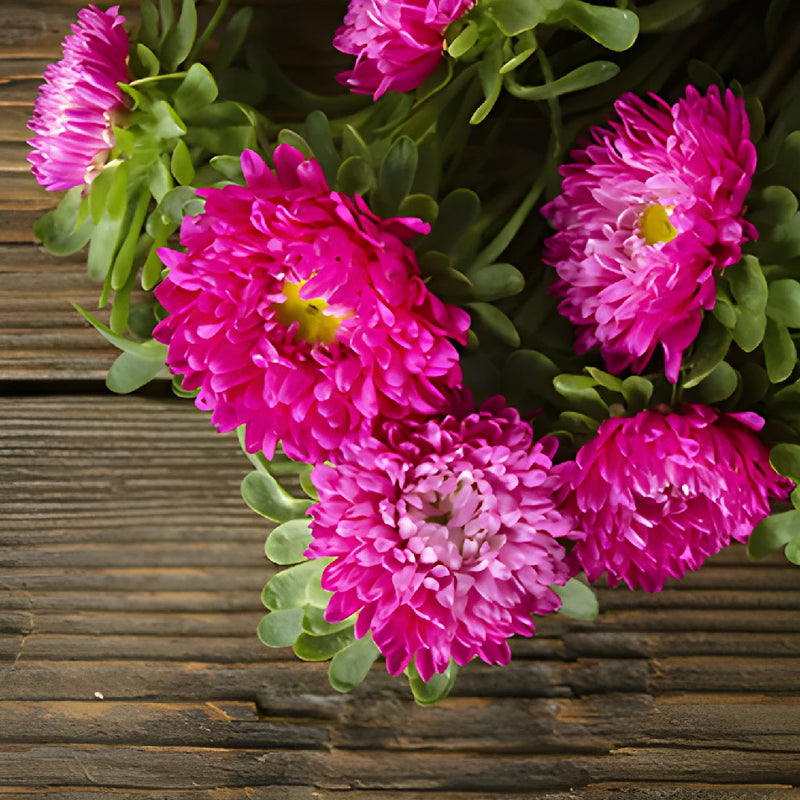 Monochromatic Pink Matsumoto Aster Flowers