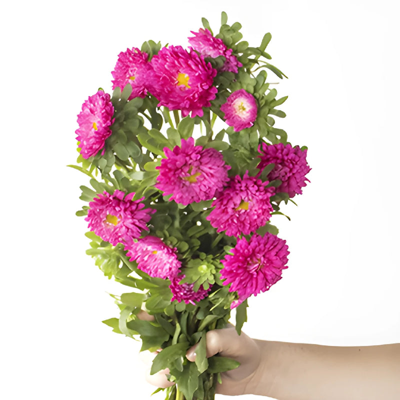 Monochromatic Pink Matsumoto Aster Flowers
