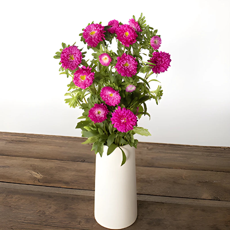 Monochromatic Pink Matsumoto Aster Flowers