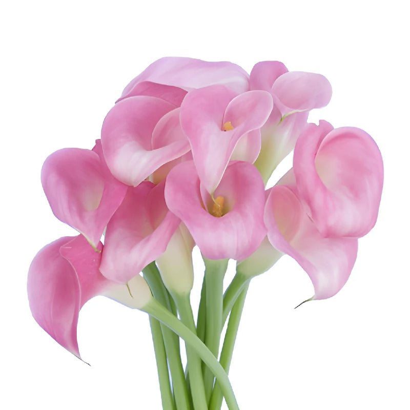 Pink Mini Calla Lily Flower