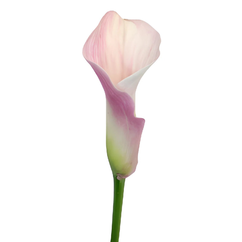Blushing Bride Mini Calla Lily Flowers