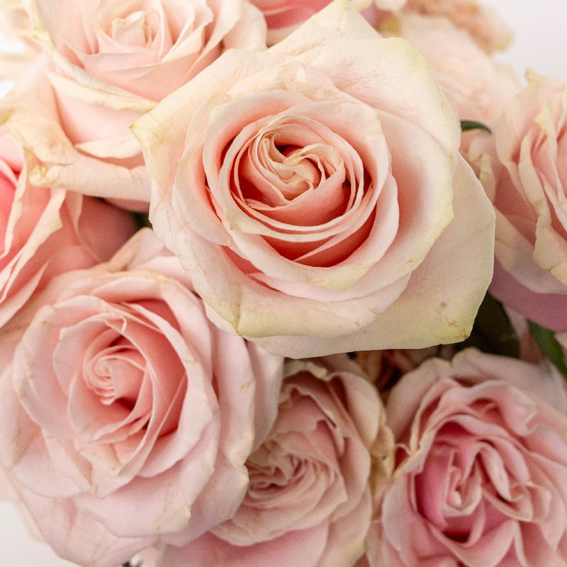 Pink Mondial Rose Close Up - Image