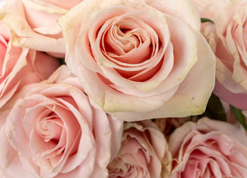 Pink Mondial Rose Close Up - Image