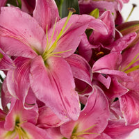 Pink Oriental Lilies Close Up - Image