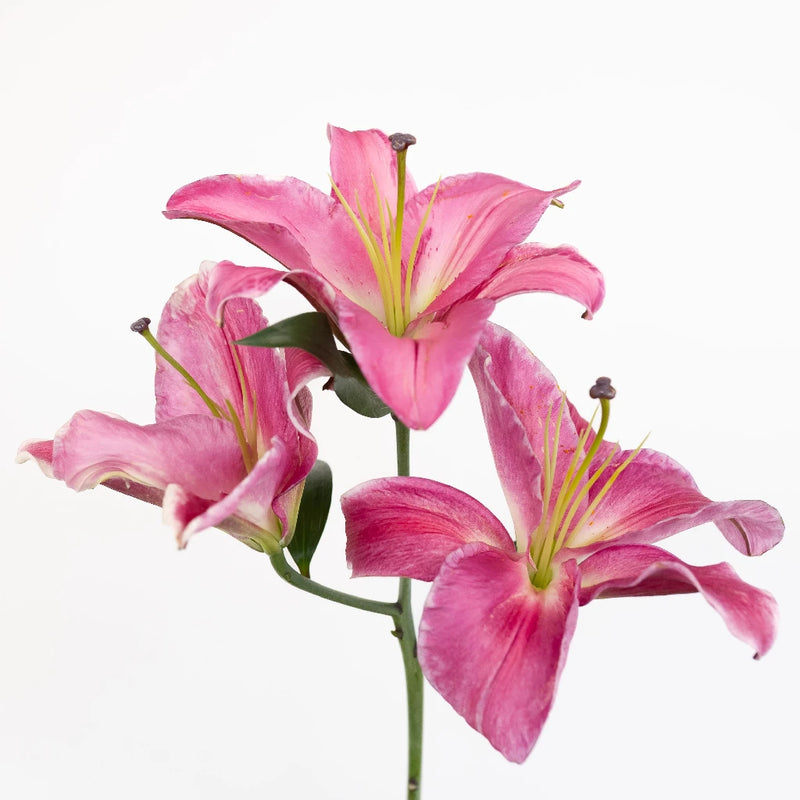 Pink Oriental Lilies Stem - Image